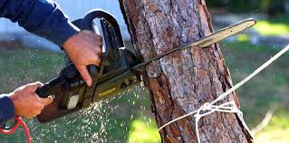 Best Stump Grinding and Removal  in Bothell West, WA