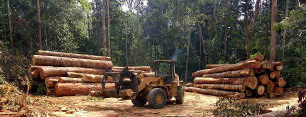 Best Tree Removal  in Bothell West, WA