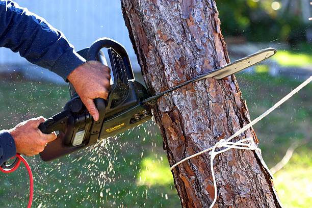 How Our Tree Care Process Works  in  Bothell West, WA