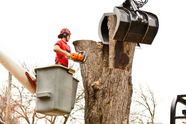 Best Aeration Services  in Bothell West, WA